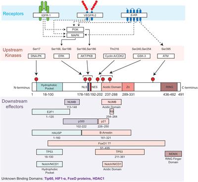 Considering the Role of Murine Double Minute 2 in the Cardiovascular System?